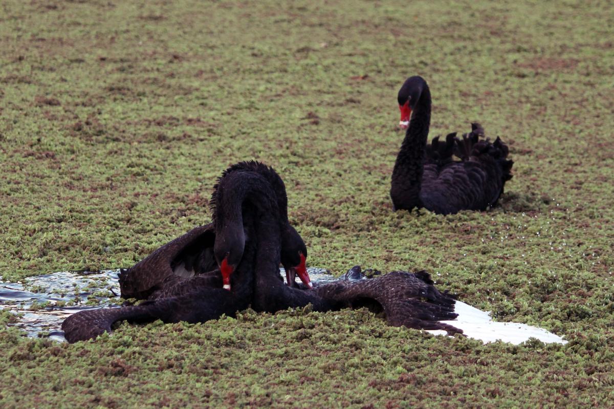 Black Swan (Cygnus atratus)