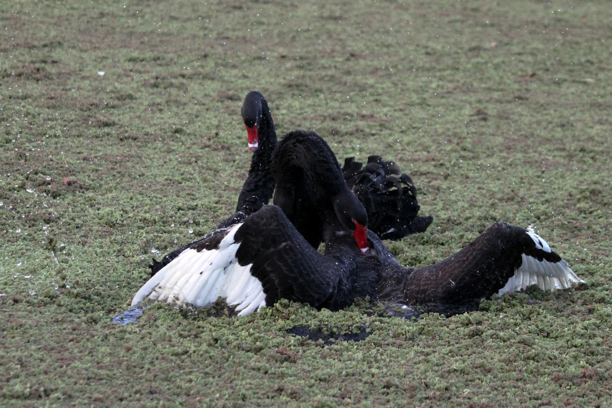 Black Swan (Cygnus atratus)