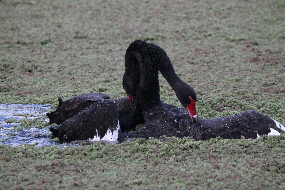 Black Swan (Cygnus atratus)