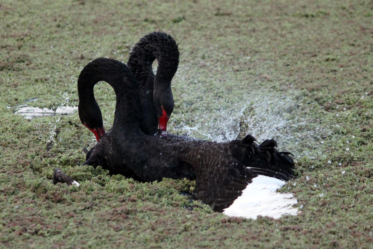 Black Swan (Cygnus atratus)