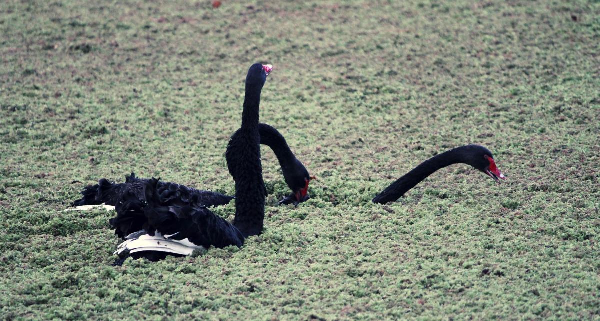 Black Swan (Cygnus atratus)