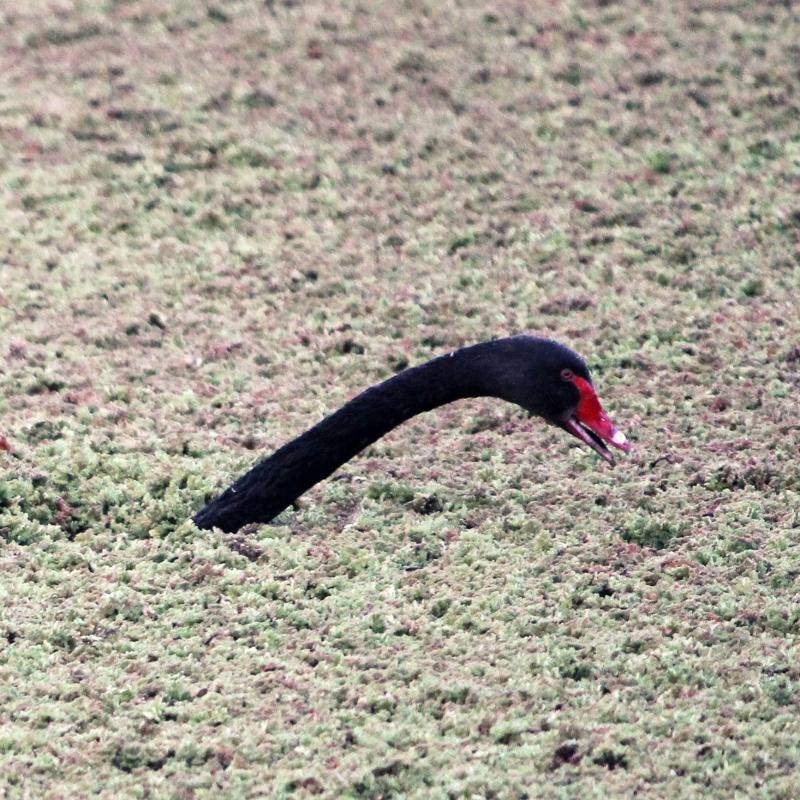 Black Swan (Cygnus atratus)