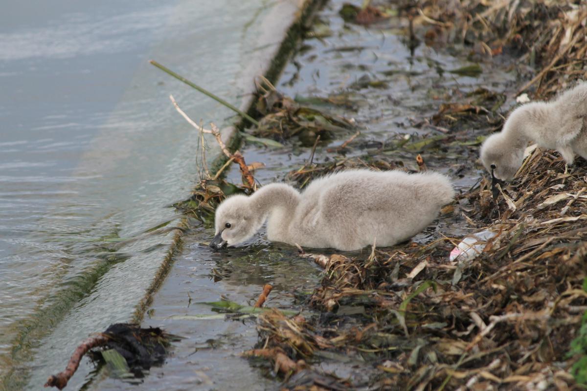 Black Swan (Cygnus atratus)