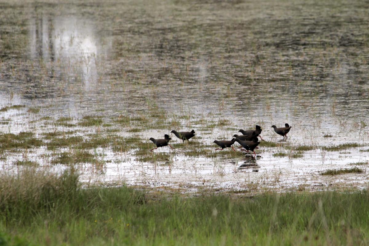Black-tailed Nativehen (Gallinula ventralis)