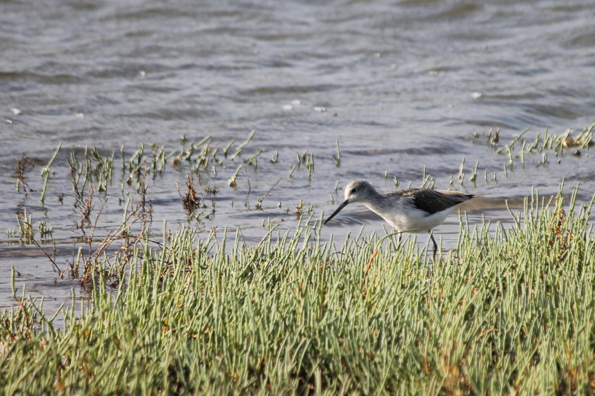 Black-winged Stilt (Himantopus himantopus)
