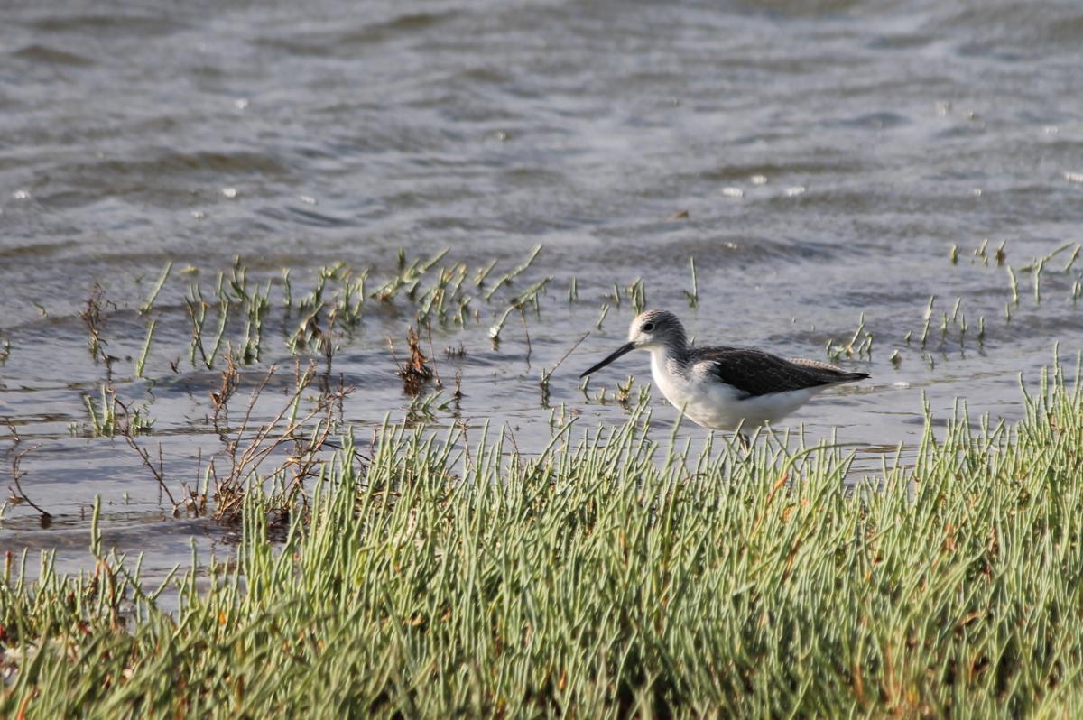 Black-winged Stilt (Himantopus himantopus)