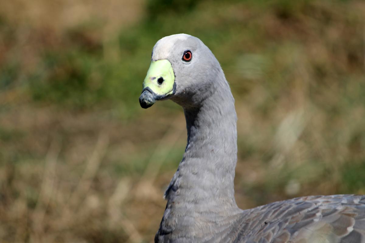 Cape Barren Goose (Cereopsis novaehollandiae), The Nobbies Tourist Centre, Summerlands, Victoria, Australia, 2012-12-25 Cape Barren Goose (Cereopsis novaehollandiae)