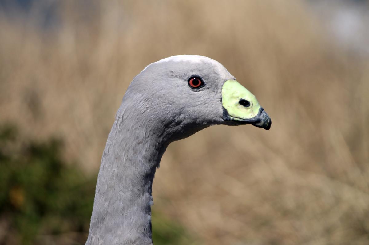 Cape Barren Goose (Cereopsis novaehollandiae), The Nobbies Tourist Centre, Summerlands, Victoria, Australia, 2012-12-25 Cape Barren Goose (Cereopsis novaehollandiae)