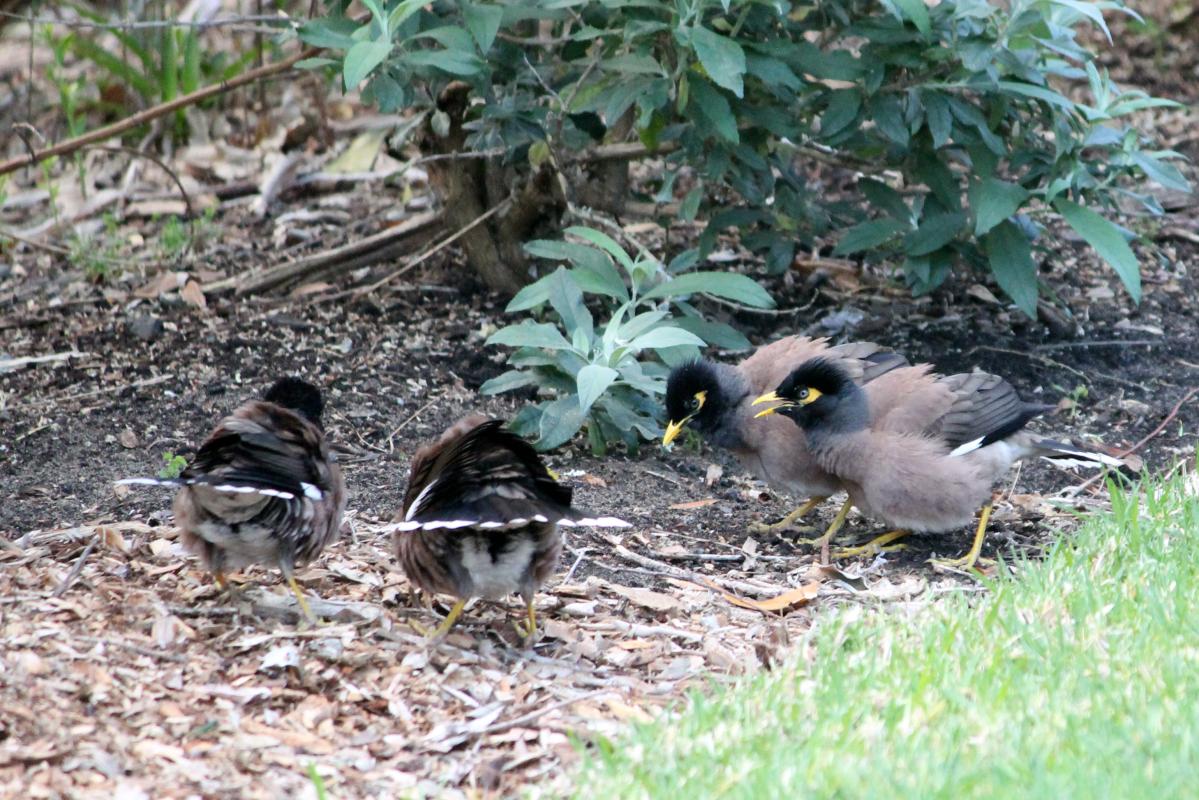 Common Myna (Acridotheres tristis)