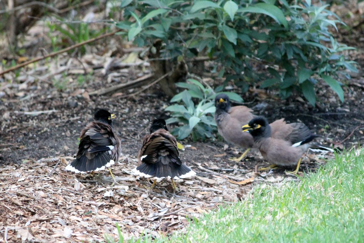 Common Myna (Acridotheres tristis)