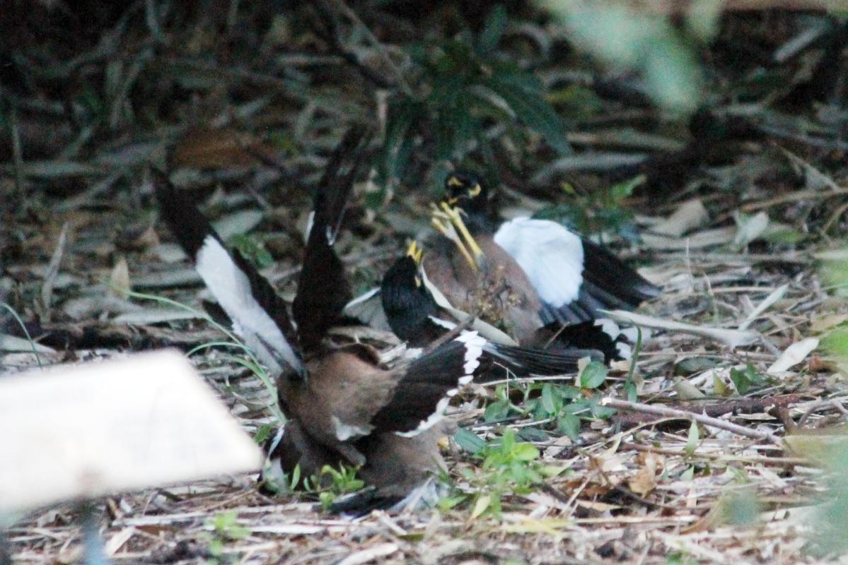 Common Myna (Acridotheres tristis)
