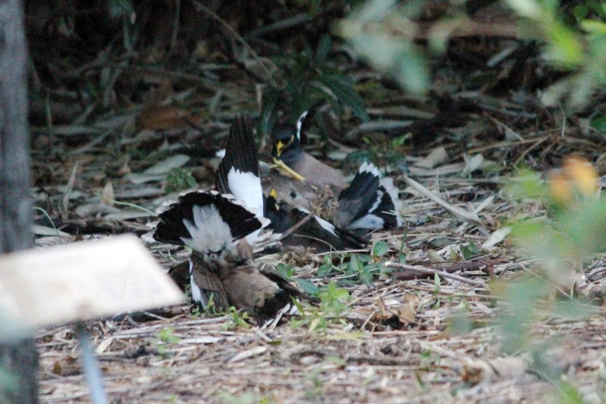 Common Myna (Acridotheres tristis)