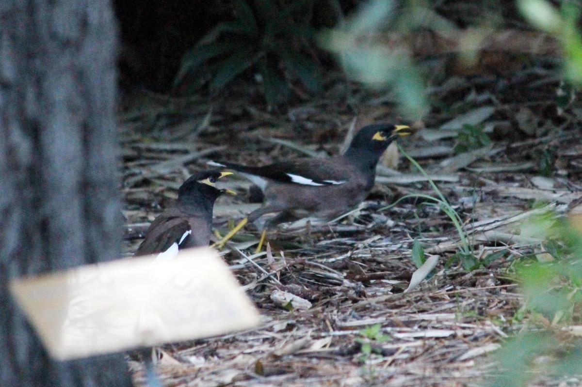 Common Myna (Acridotheres tristis)