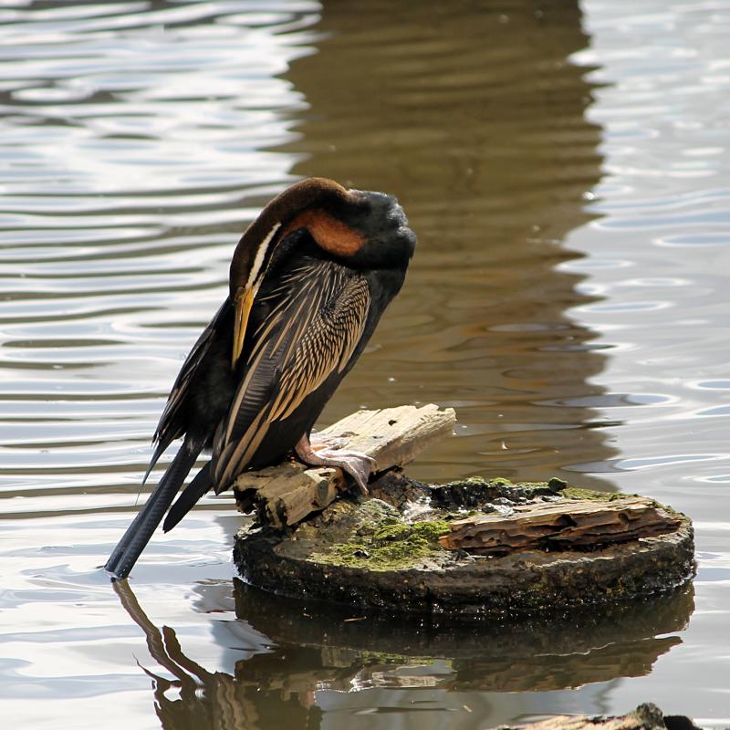 Darter (Anhinga novaehollandiae)