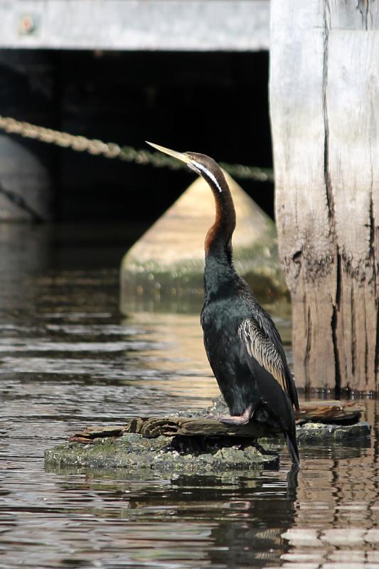Darter (Anhinga novaehollandiae)