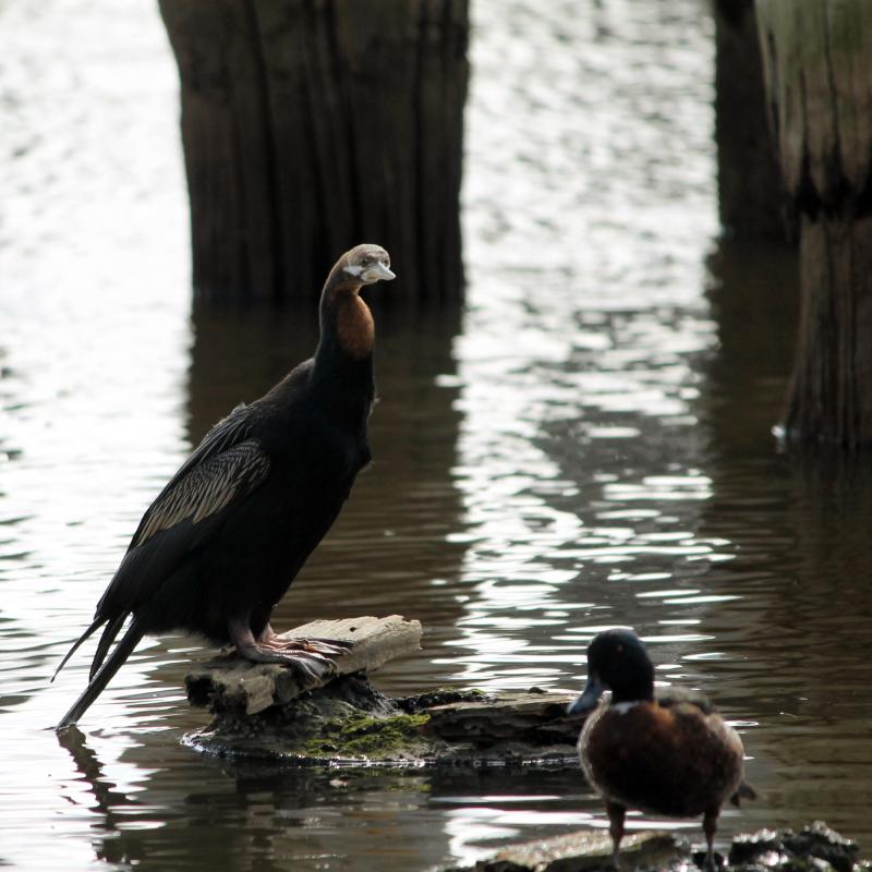 Darter (Anhinga novaehollandiae)