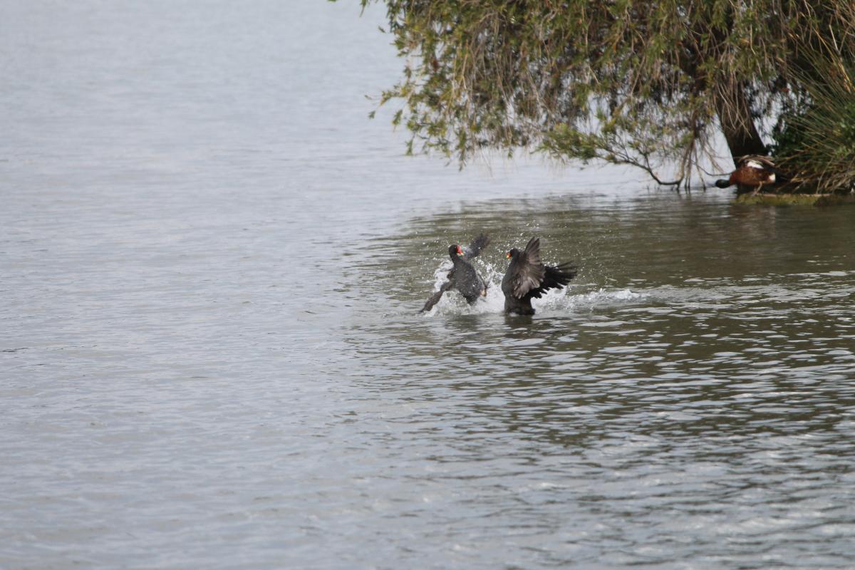 Dusky Moorhen (Gallinula tenebrosa)