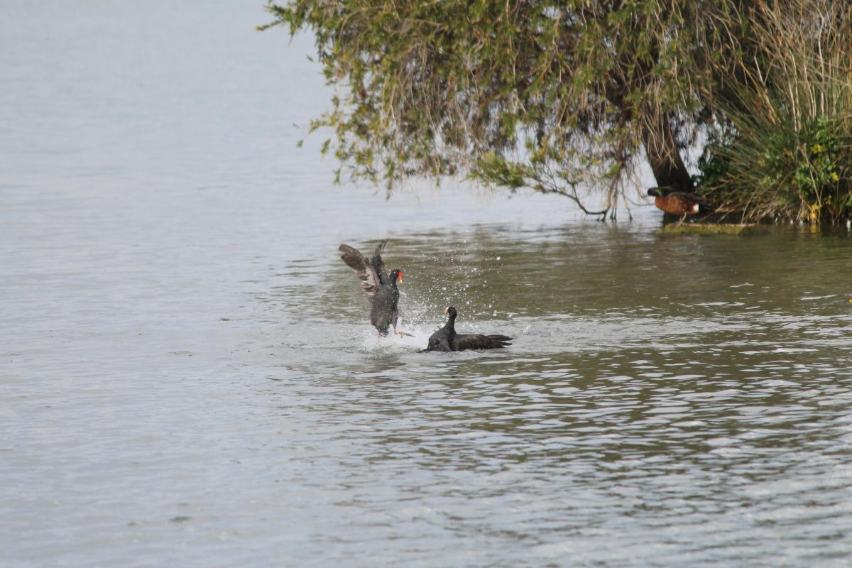 Dusky Moorhen (Gallinula tenebrosa)