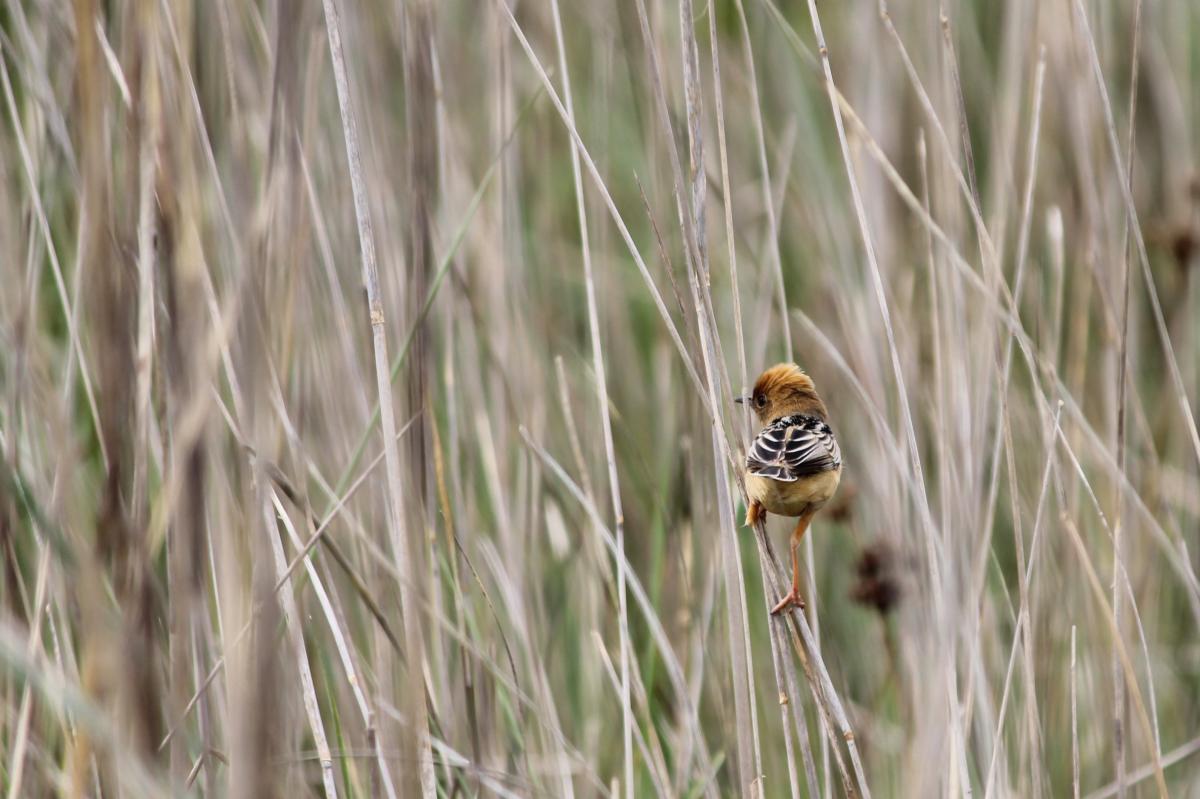 Golden-headed Cisticola (Cisticola exilis)