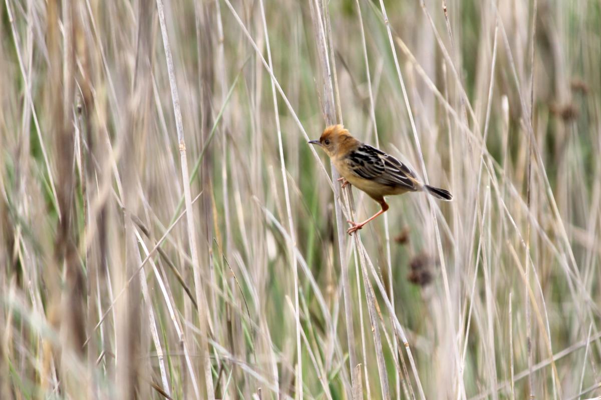 Golden-headed Cisticola (Cisticola exilis)