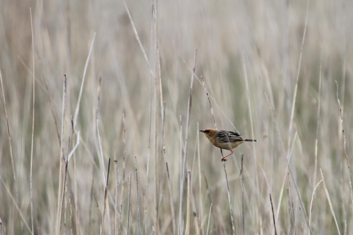 Golden-headed Cisticola (Cisticola exilis)