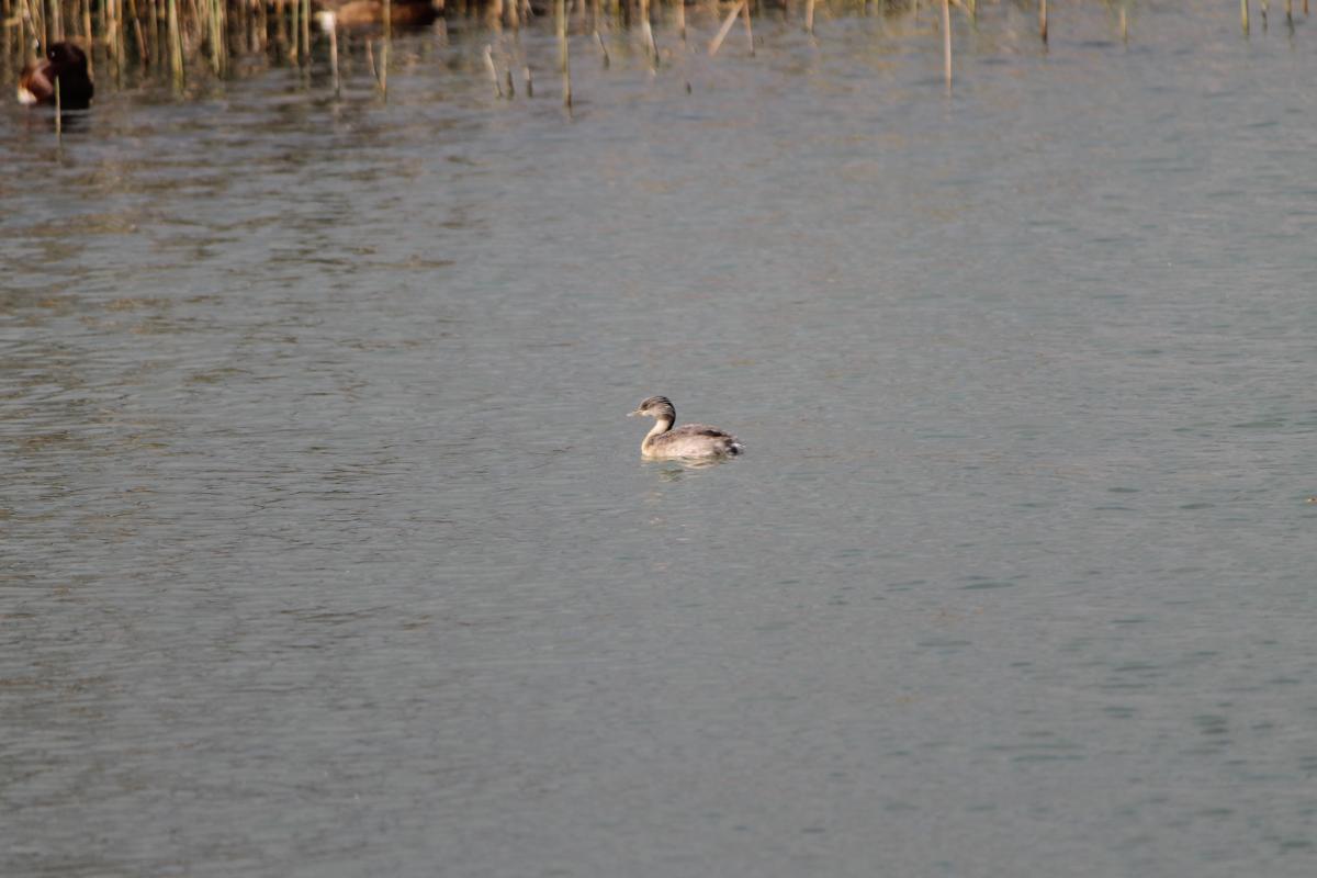 Hoary-headed Grebe (Poliocephalus poliocephalus)