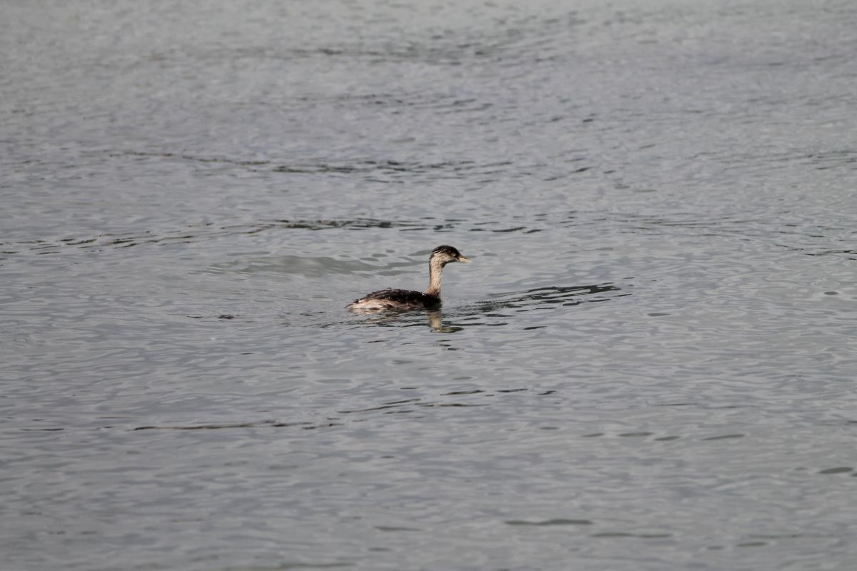 Hoary-headed Grebe (Poliocephalus poliocephalus)