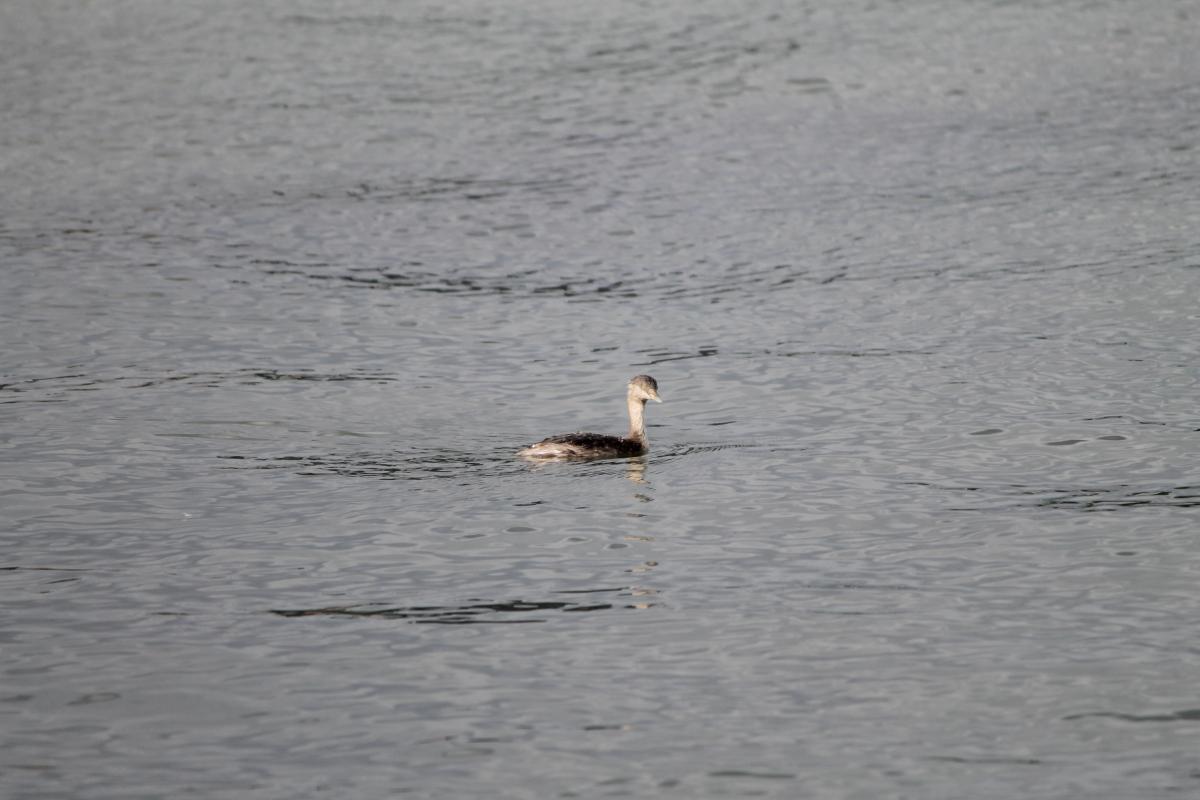 Hoary-headed Grebe (Poliocephalus poliocephalus)