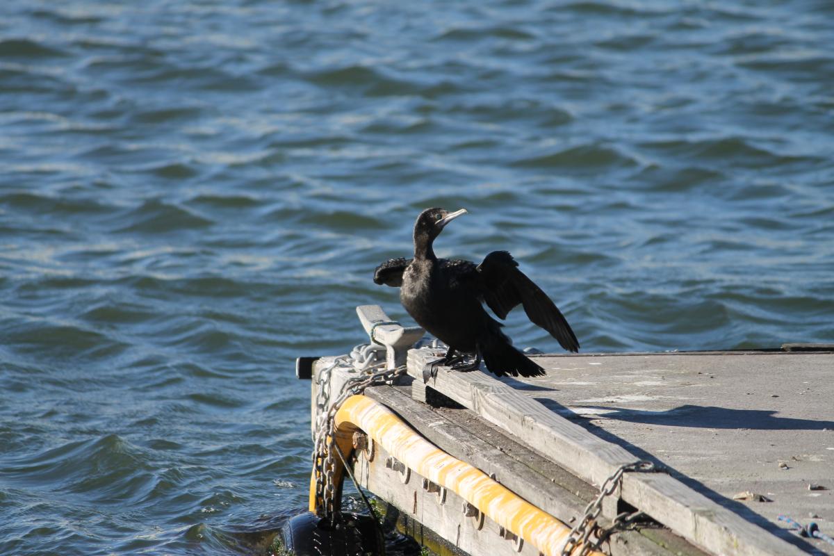 Little Black Cormorant (Phalacrocorax sulcirostris), Point Gellibrand Coastal Heritag, Williamstown, Victoria, Australia, 2012-07-15 Little Black Cormorant (Phalacrocorax sulcirostris)