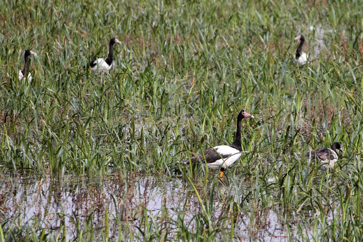 Magpie Goose (Anseranas semipalmata), Lindsay Hoods Road, Bool Lagoon, South Australia, Australia, 2012-10-02 Magpie Goose (Anseranas semipalmata)