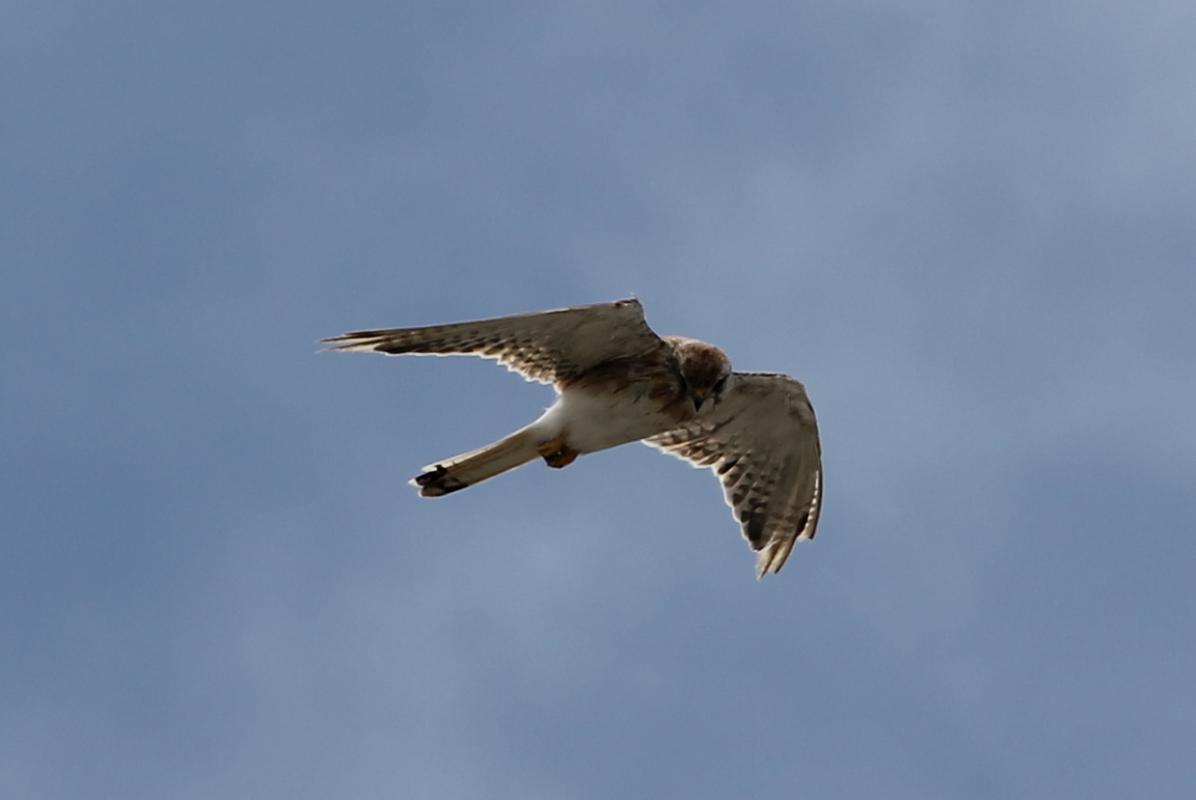 Nankeen Kestrel (Falco cenchroides)