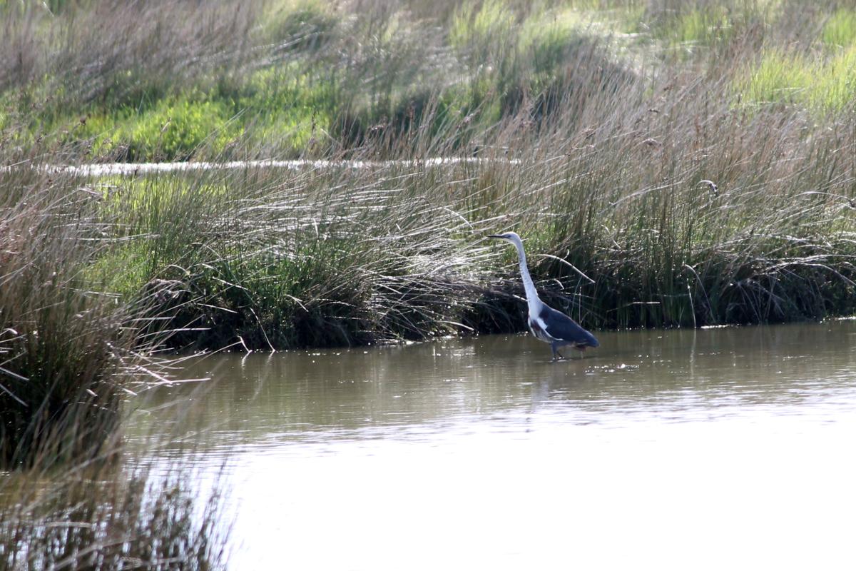 White-necked Heron (Ardea pacifica)
