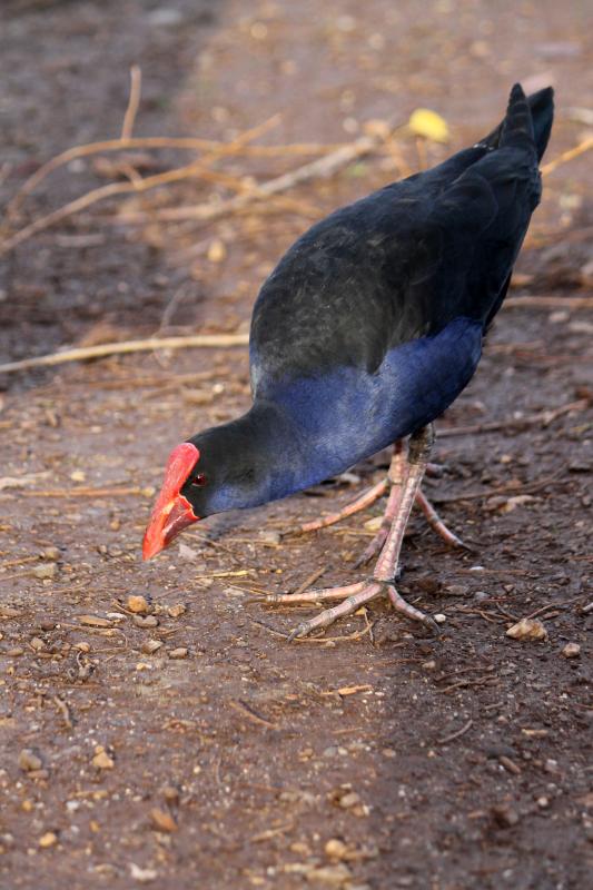 Purple Swamphen (Porphyrio porphyrio)