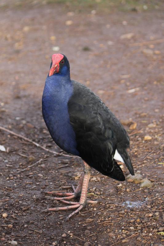 Purple Swamphen (Porphyrio porphyrio)