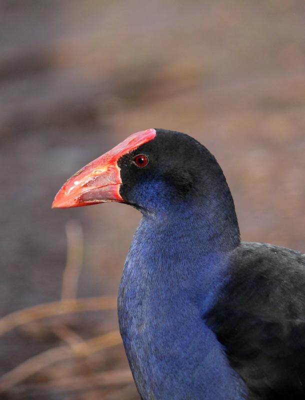 Purple Swamphen (Porphyrio porphyrio)