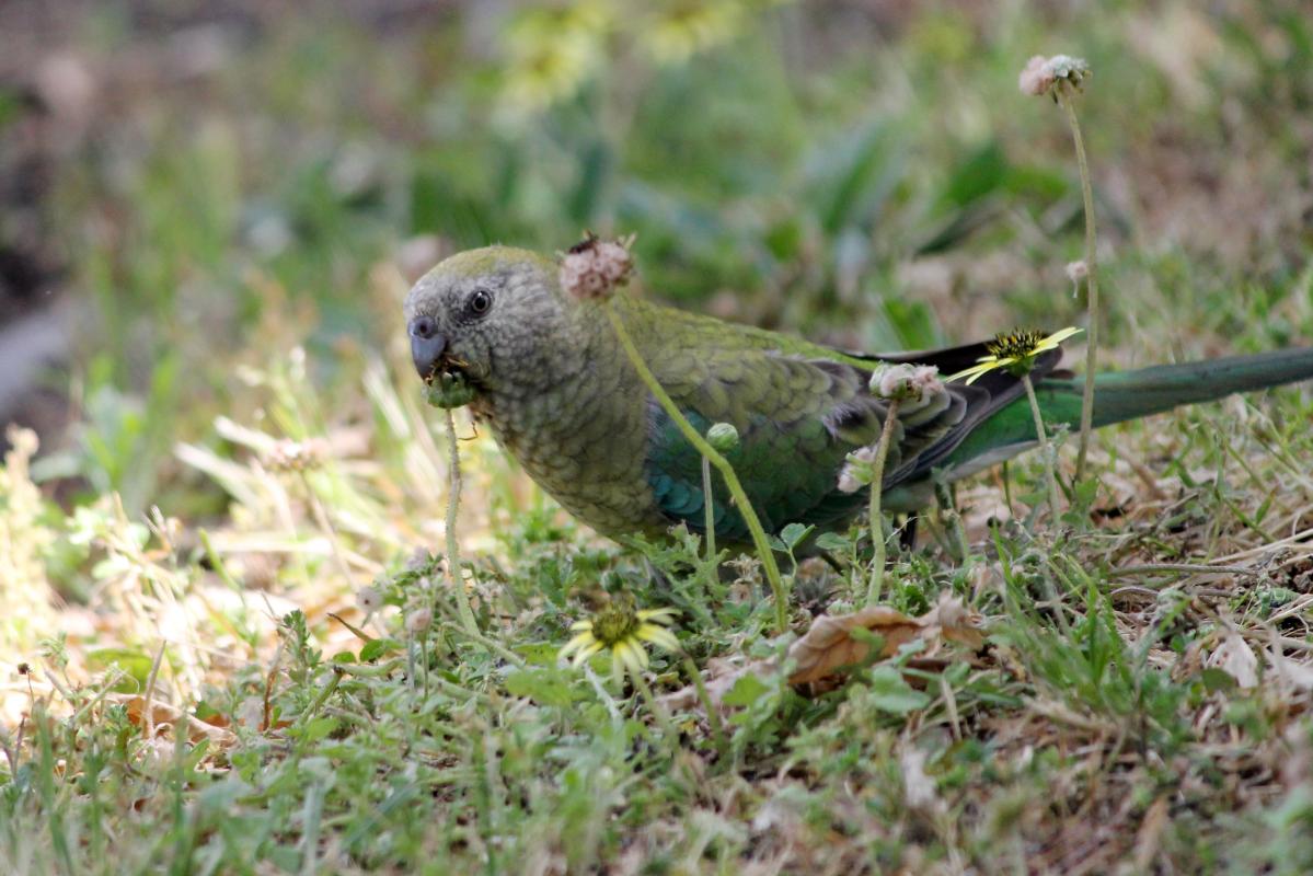 Red-rumped Parrot (Psephotus haematonotus)