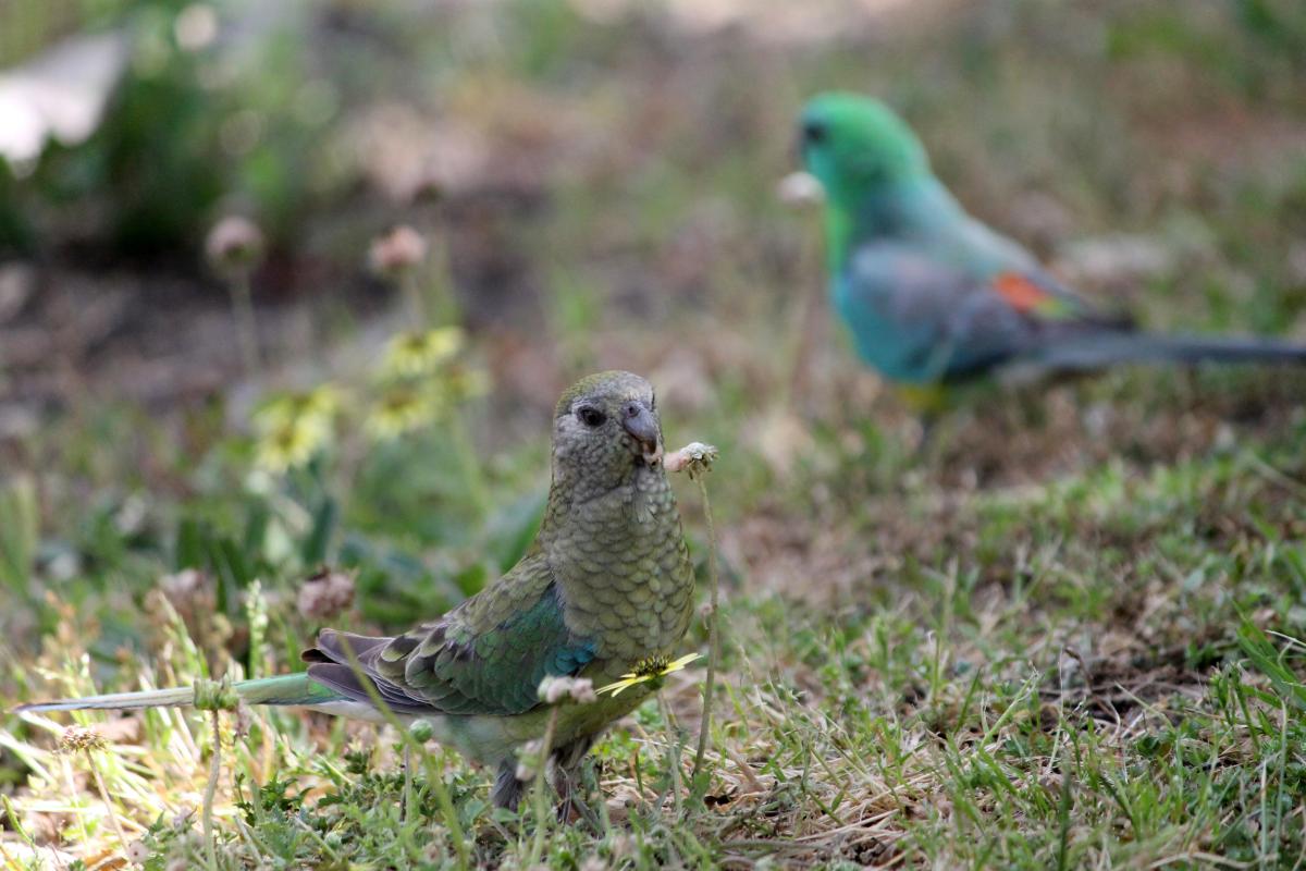 Red-rumped Parrot (Psephotus haematonotus)