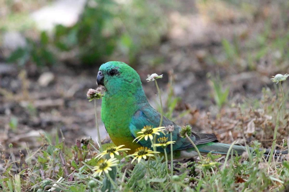 Red-rumped Parrot (Psephotus haematonotus)