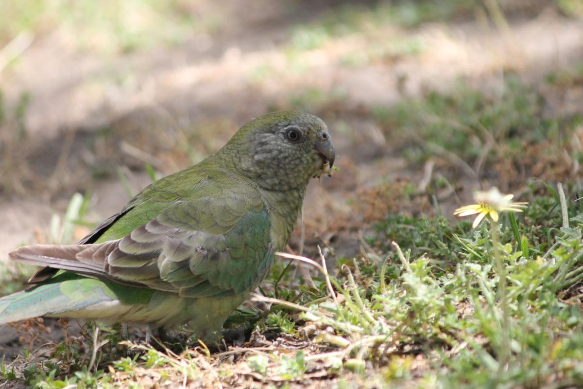 Red-rumped Parrot (Psephotus haematonotus)