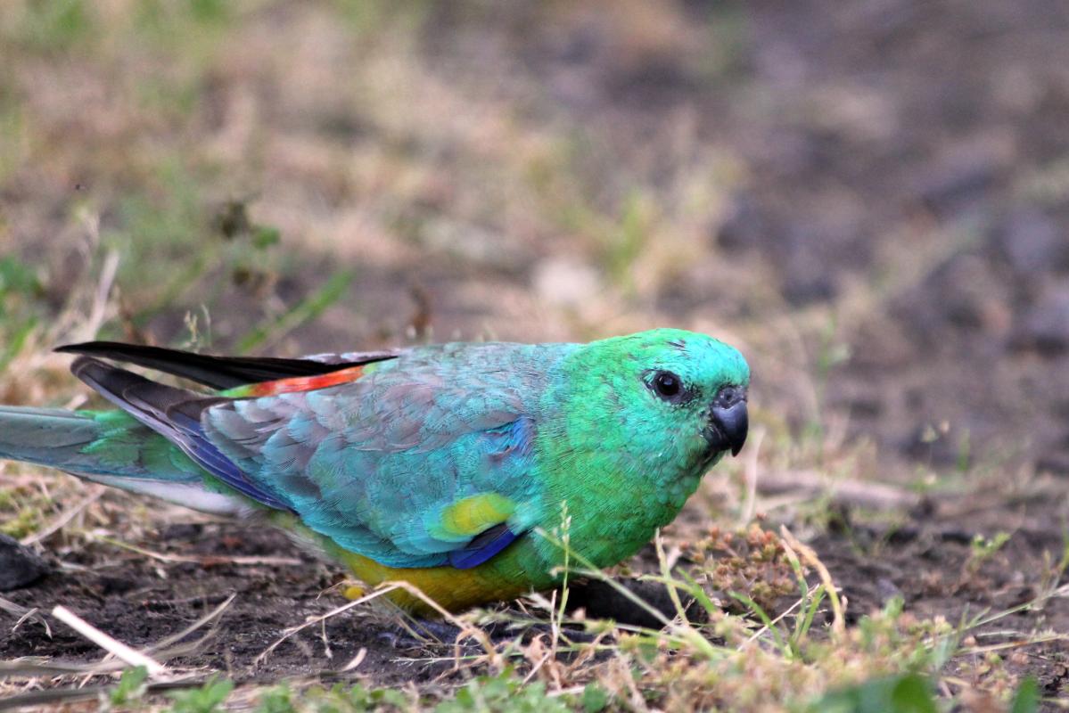 Red-rumped Parrot (Psephotus haematonotus)