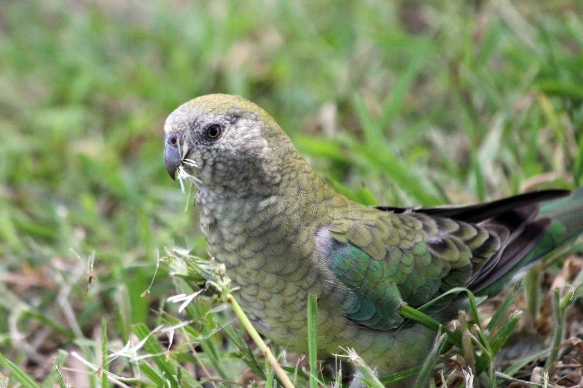 Red-rumped Parrot (Psephotus haematonotus)
