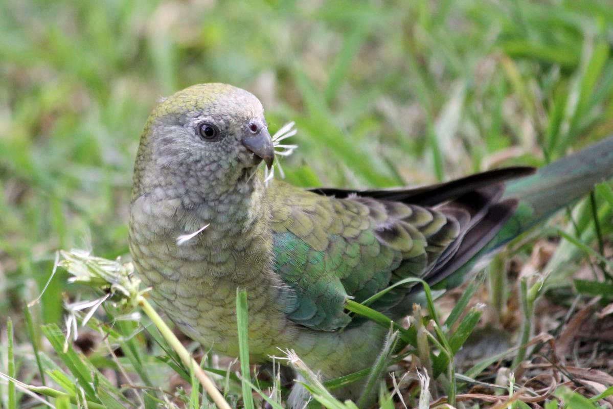 Red-rumped Parrot (Psephotus haematonotus)