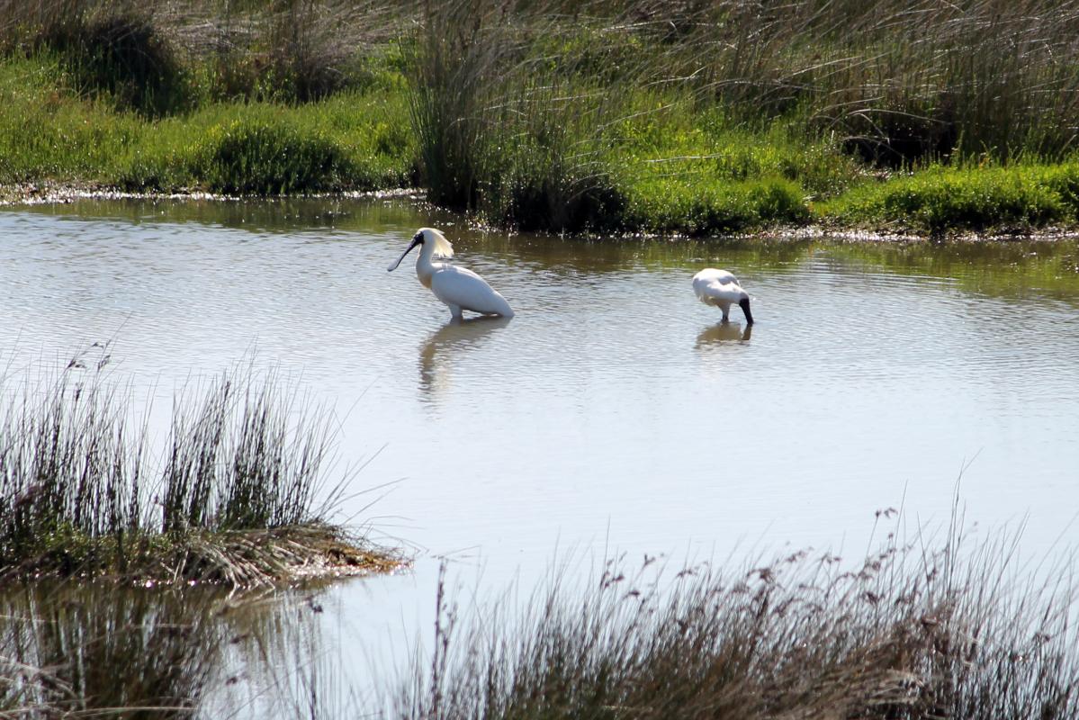 Royal Spoonbill (Platalea regia)