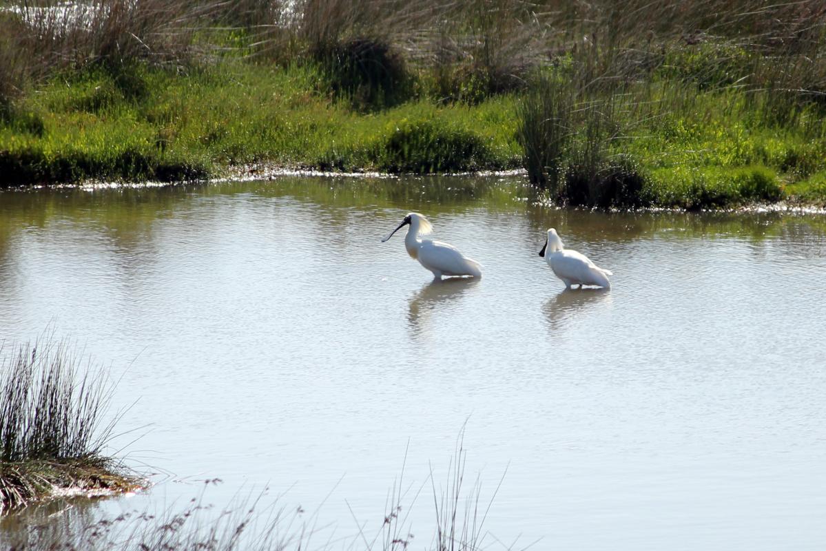 Royal Spoonbill (Platalea regia)