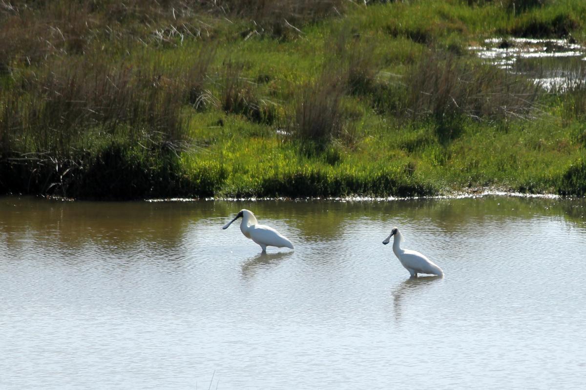 Royal Spoonbill (Platalea regia)