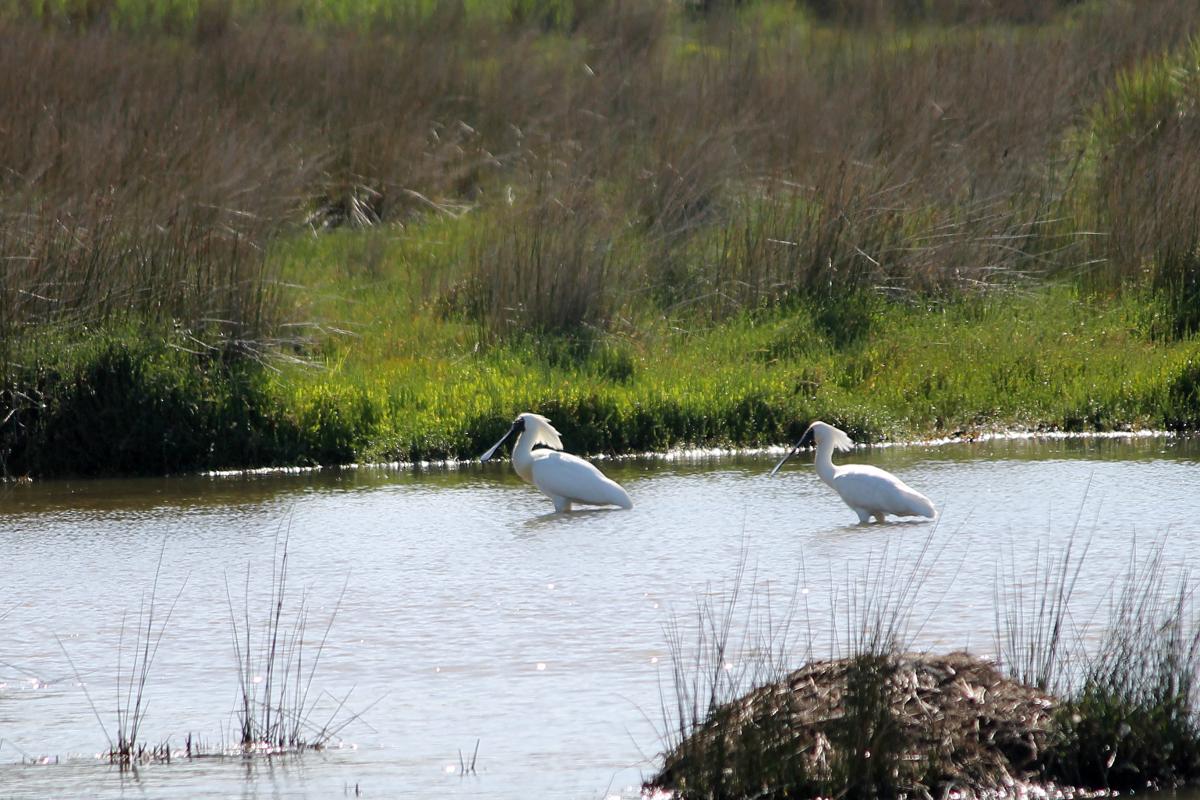 Royal Spoonbill (Platalea regia)
