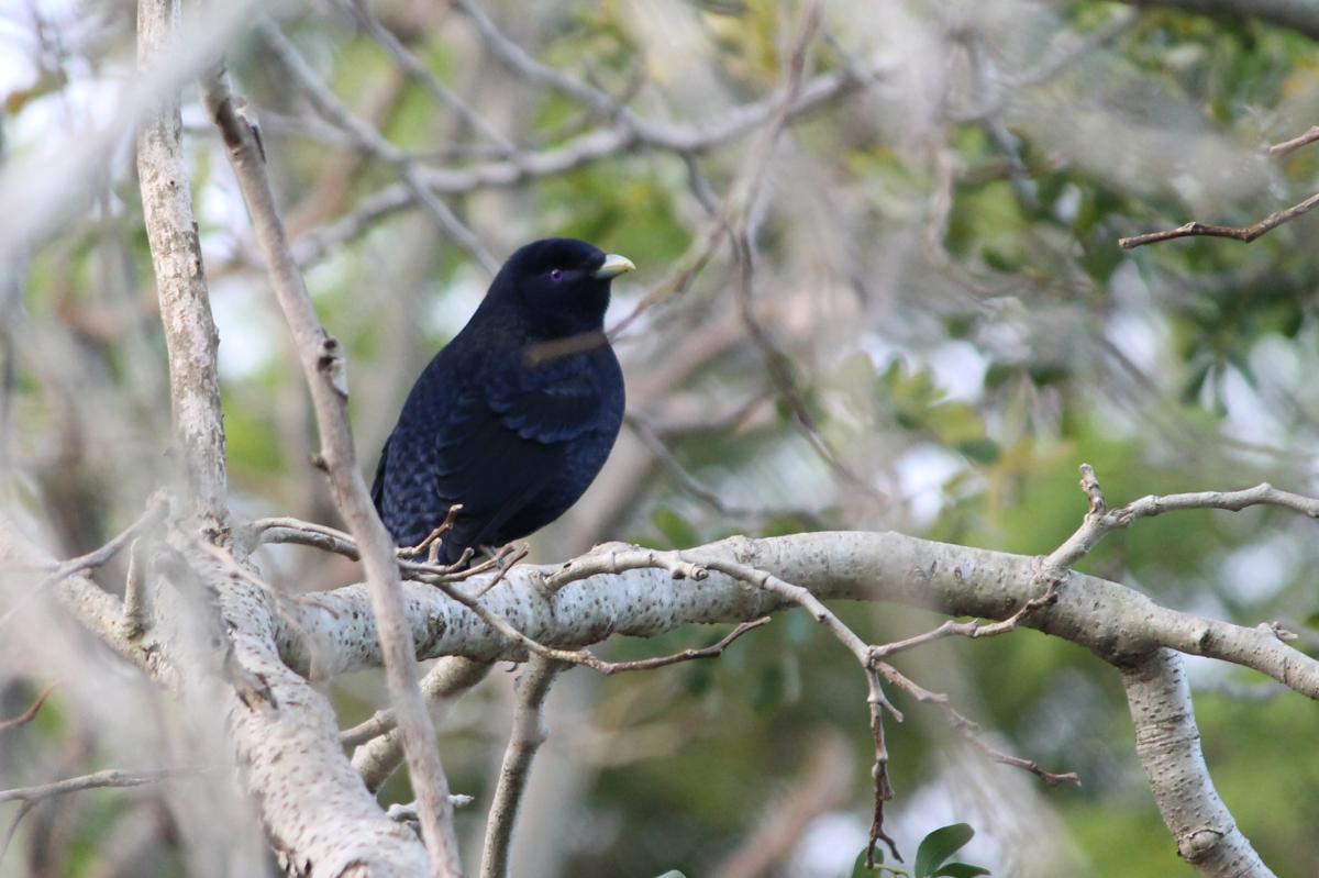 Satin Bowerbird (Ptilonorhynchus violaceus), Wollongong Botanic Garden, Keiraville, New South Wales, Australia, 2012-10-09 Satin Bowerbird (Ptilonorhynchus violaceus)