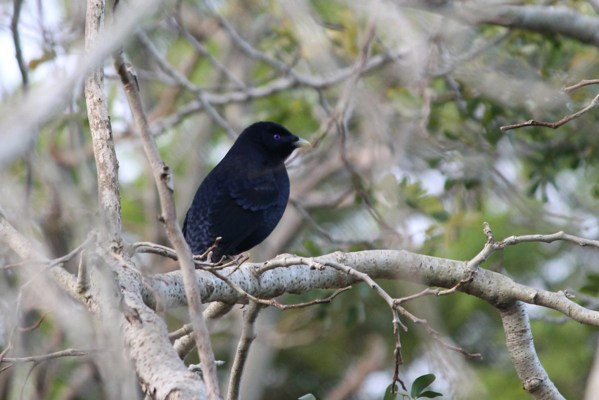 Satin Bowerbird (Ptilonorhynchus violaceus), Wollongong Botanic Garden, Keiraville, New South Wales, Australia, 2012-10-09 Satin Bowerbird (Ptilonorhynchus violaceus)