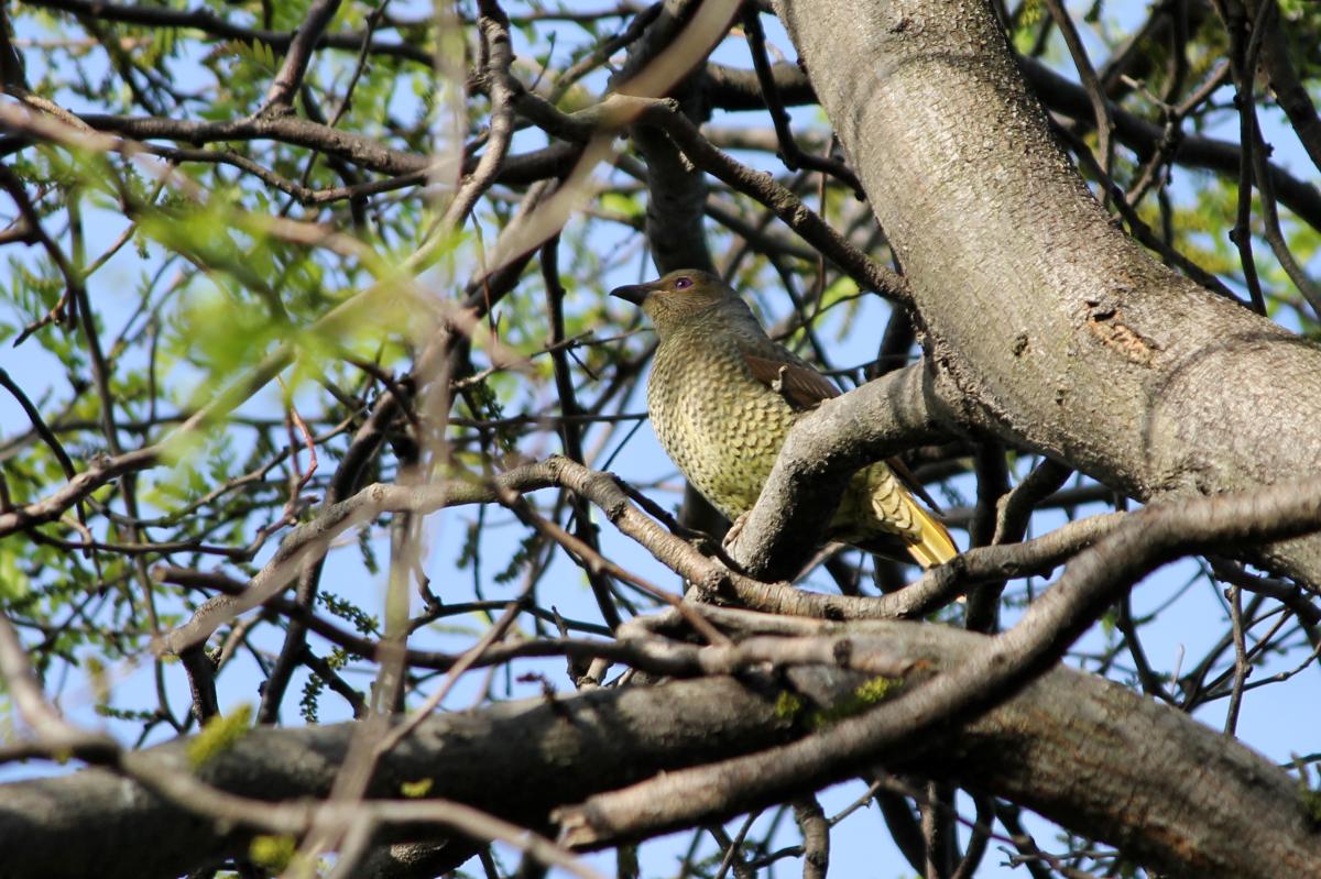 Satin Bowerbird (Ptilonorhynchus violaceus), Wollongong Botanic Garden, Keiraville, New South Wales, Australia, 2012-10-09 Satin Bowerbird (Ptilonorhynchus violaceus)