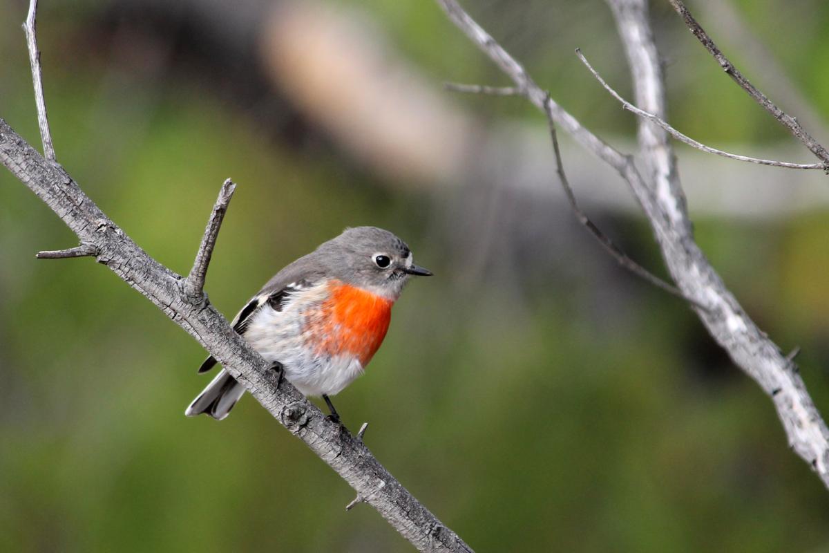 Scarlet Robin (Petroica boodang), You Yangs Regional Park, Little River, Victoria, Australia, 2012-06-03 Scarlet Robin (Petroica boodang)